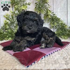 Dolly, Dachshund Mix Puppy